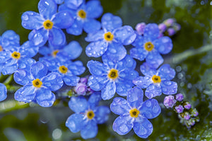 Forget-Me-Not Seeds