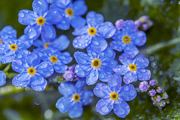 Forget-Me-Not Seeds