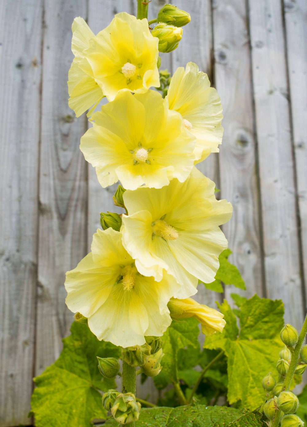 Yellow Hollyhock Seeds