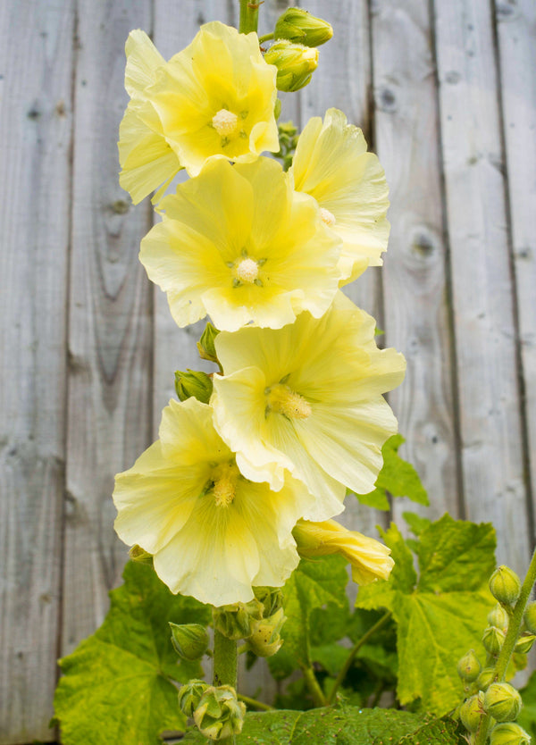 Yellow Hollyhock Seeds