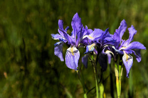 Missouri Iris Seeds