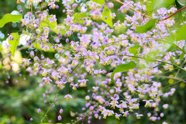 Chinese Meadow Rue