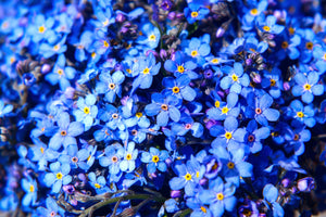 Forget-Me-Not Seeds