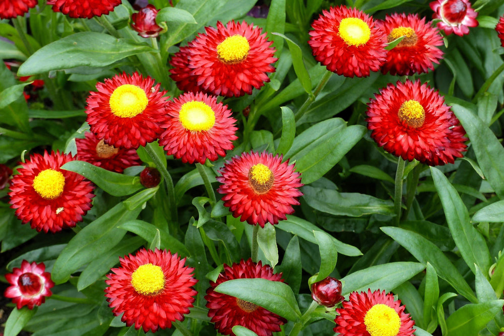 Red Fireball Strawflower Seeds