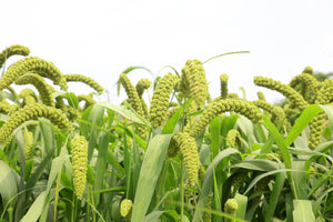 Lime Light Spray Millet Seeds