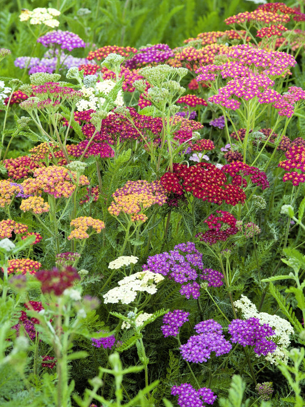 Mixed Summer Yarrow Seeds