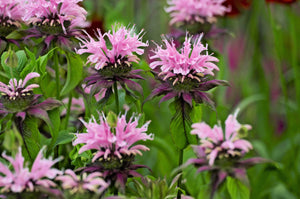 Dwarf Pink bee Balm Seeds