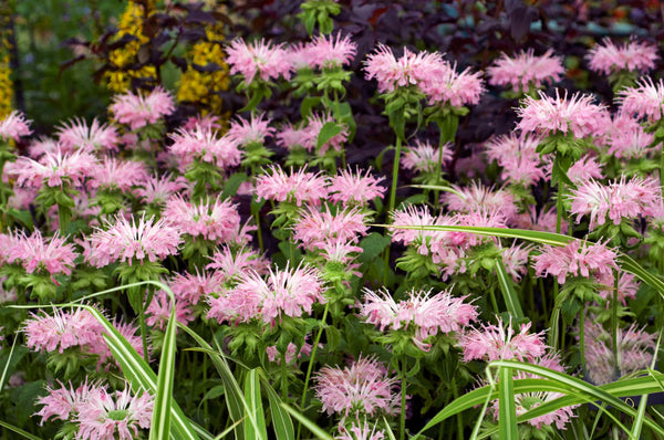 Dwarf Pink bee Balm Seeds