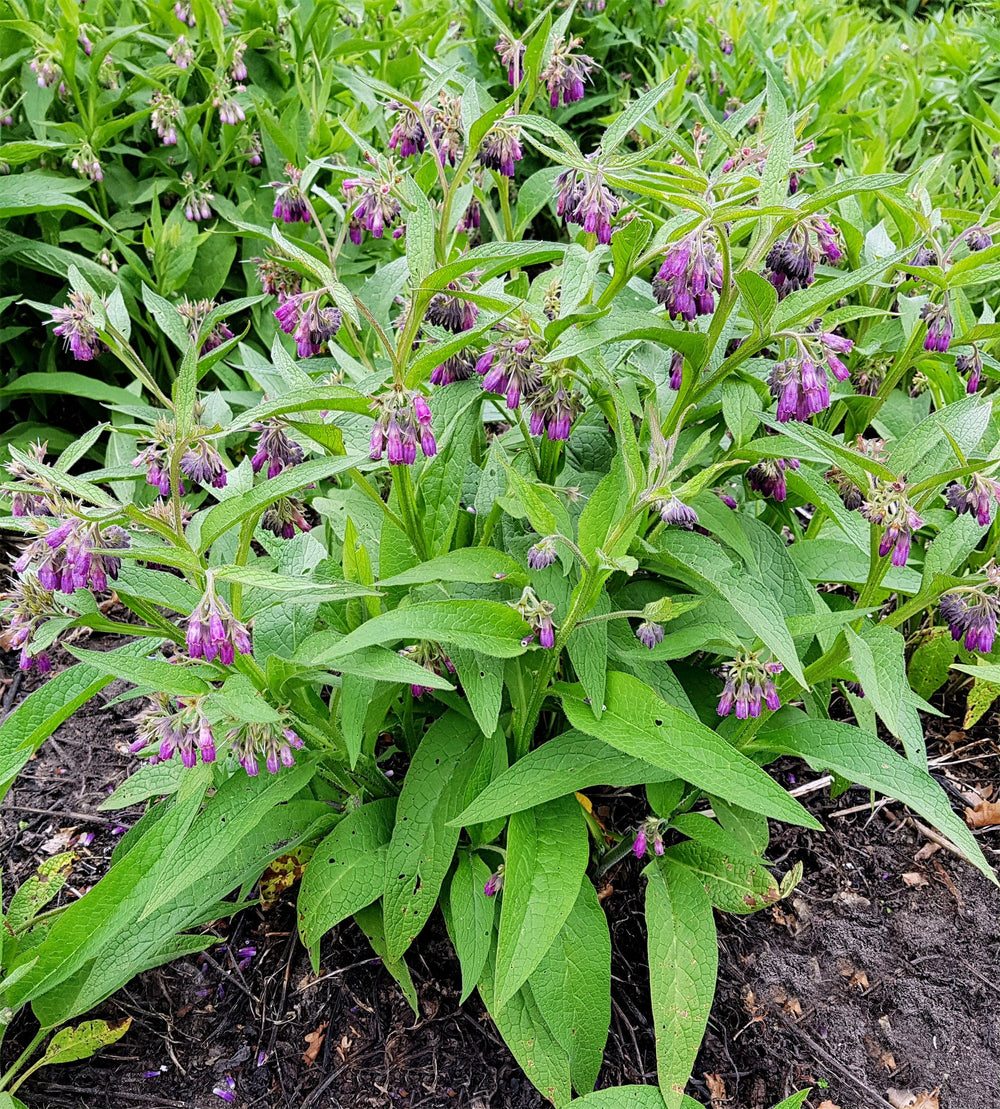 Purple Comfrey Seeds