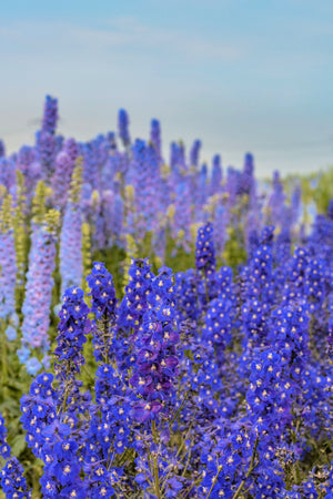 Blue Spire Larkspur Seeds