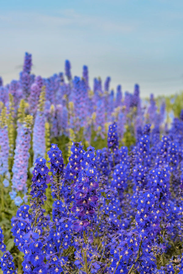Blue Spire Larkspur Seeds