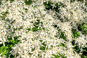 Sweet Autumn Clematis Seeds