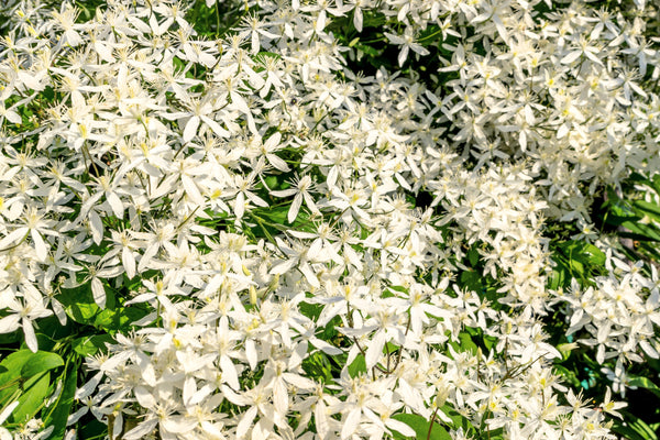 Sweet Autumn Clematis Seeds