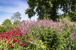 Pink Veronica Flower Seeds