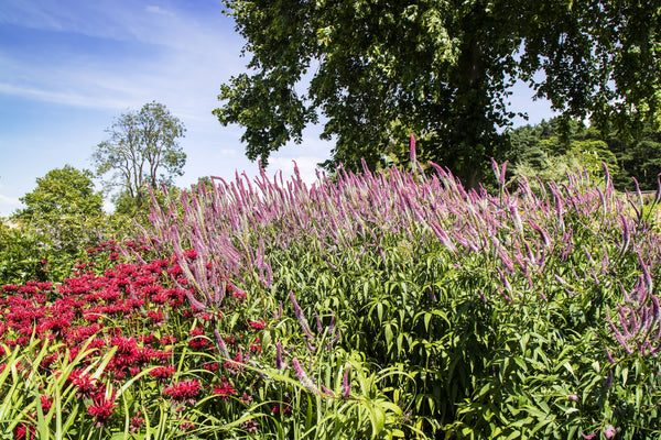 Pink Veronica Flower Seeds