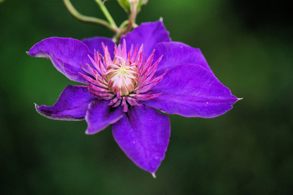 Purple Alpine Clematis Seeds