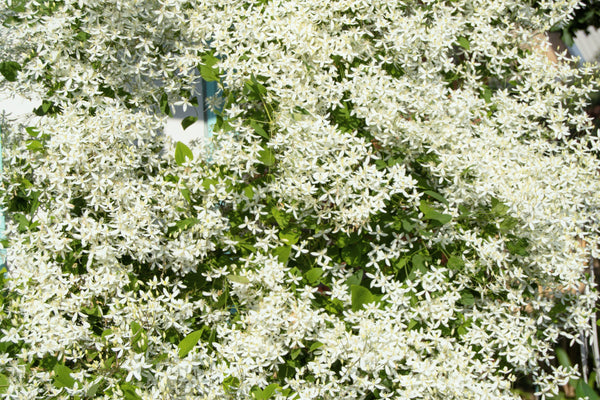 Sweet Autumn Clematis Seeds
