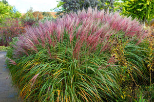 Red Maiden Grass Seeds