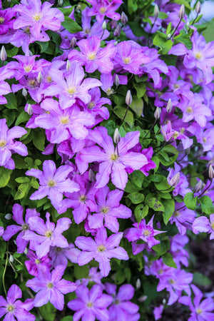 Purple Alpine Clematis Seeds