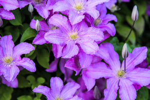 Purple Alpine Clematis Seeds