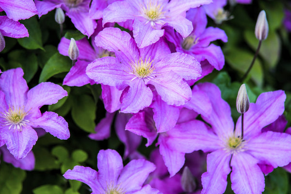 Purple Alpine Clematis Seeds