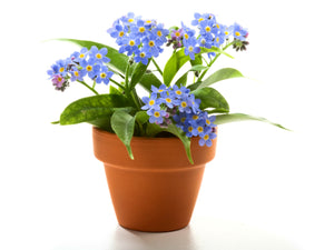 Forget-Me-Not Seeds