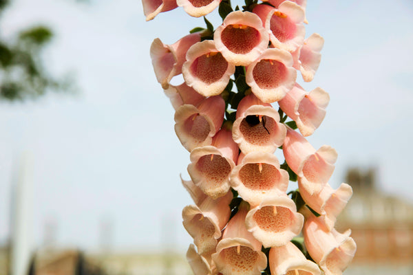 Apricot Beauty Foxglove Seeds