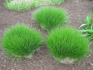 Prairie Dropseed Grass Seeds