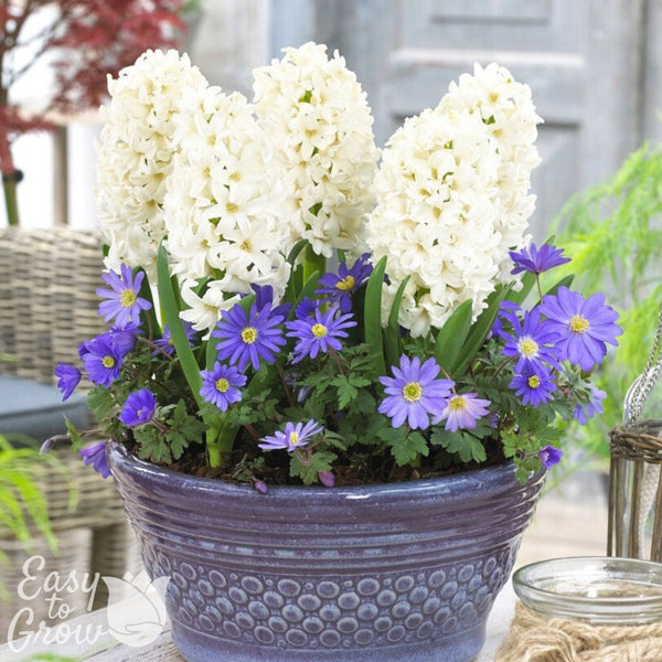 Blanda Blue Anemone & White Hyacinth Bulbs