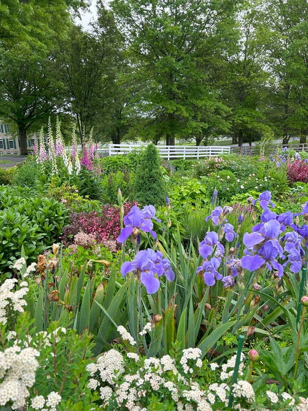 foxglove and iris in a spring cottage garden