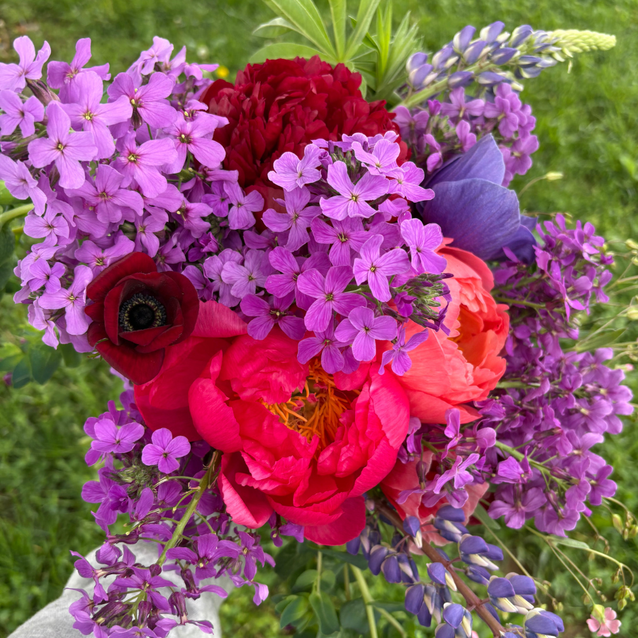 Bouquet of colorful spring peonies, lupine, and anemone with red, pink, coral, and purple flowers with green leaves on a blurred green background.

