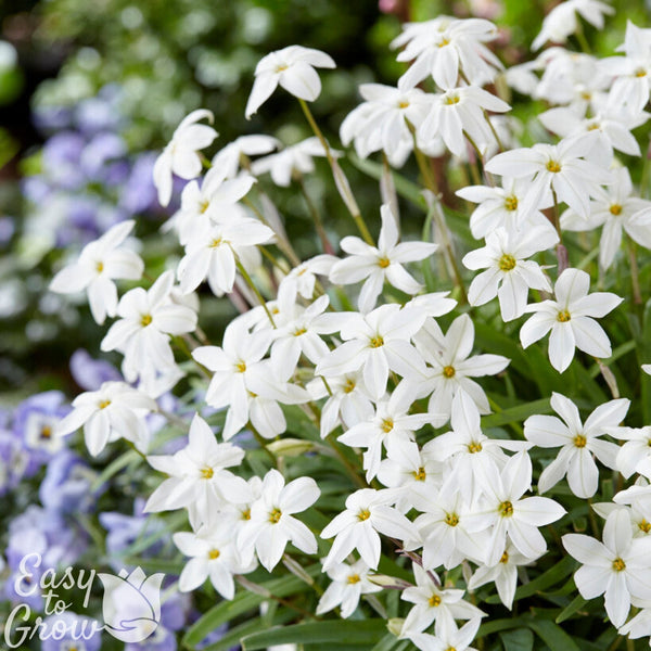 Starflower Alberto Castillo Bulbs – Fragrant White Spring Flowers
