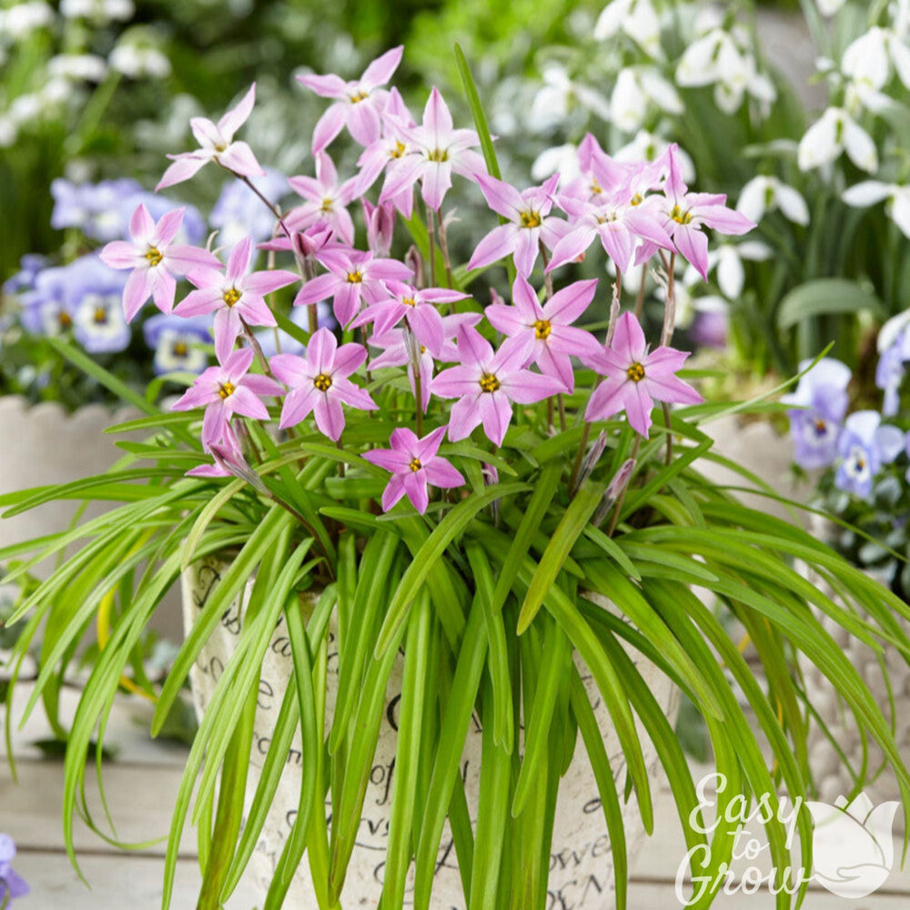 Charlotte Bishop Starflower Bulbs | Pink Ipheion Flowers