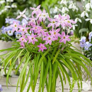 Charlotte Bishop Starflower Bulbs | Pink Ipheion Flowers