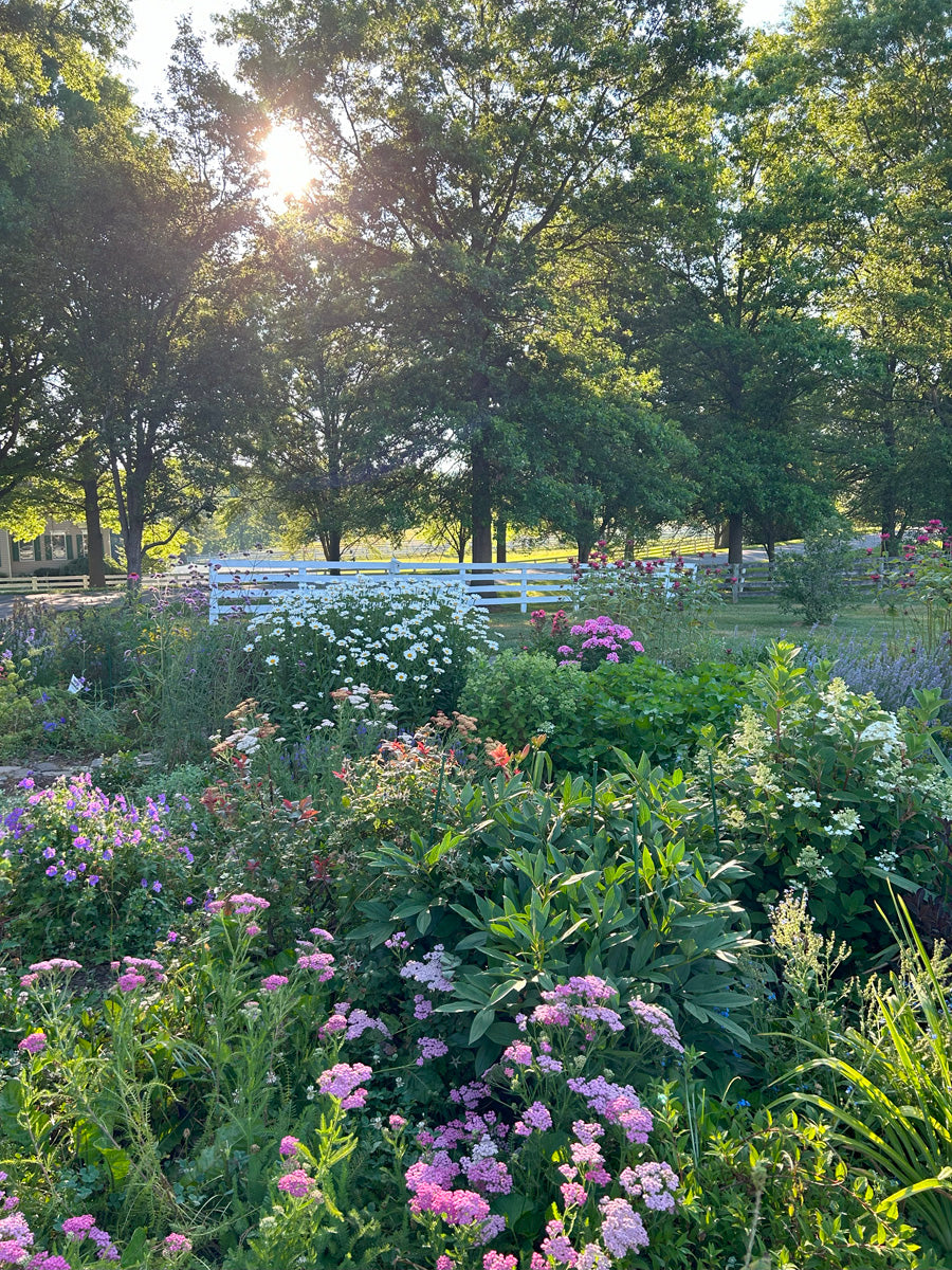 Pink yarrow and sunshine in summer country garden