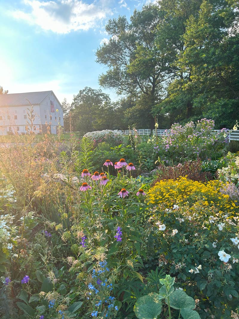 Country cottage garden with various flowers and an old barn in the background

