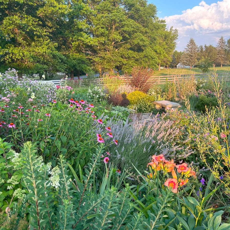 Summer cottage garden with echinacea, daylily, agastache, lavender, and hydrangea