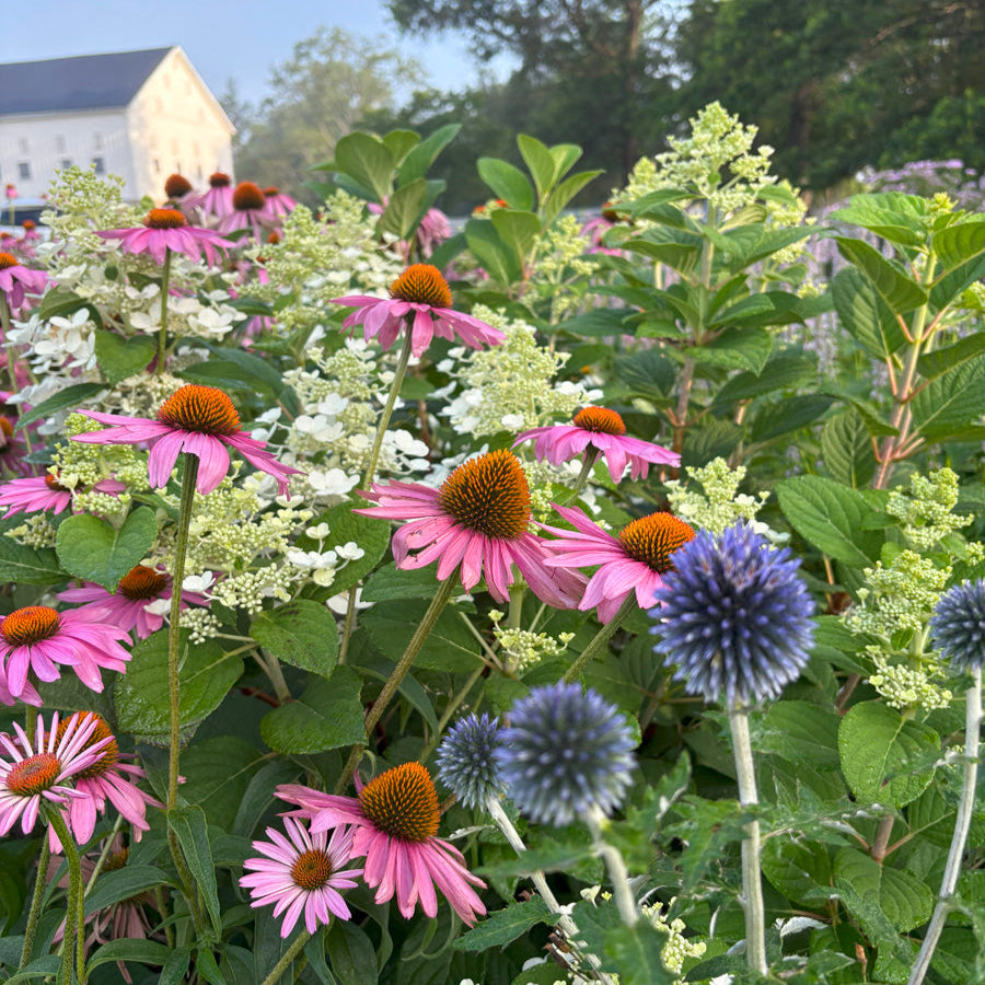 Echinacea, globe thistle, and hydrangea pretty garden combination in front of white barn.