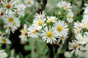 White Heath Aster Seeds