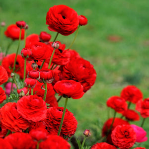 Tecolote Ranunculus Romance Collection – 20 Red & White Ranunculus Corms