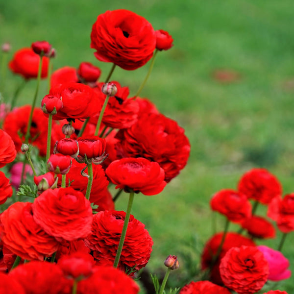 Tecolote Ranunculus Romance Collection – 20 Red & White Ranunculus Corms