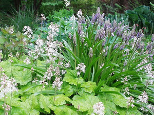Heartleaf Foamflower Seeds