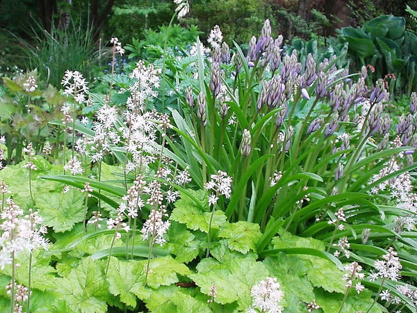 Heartleaf Foamflower Seeds