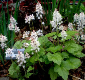 Heartleaf Foamflower Seeds