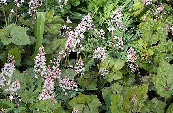Heartleaf Foamflower Seeds