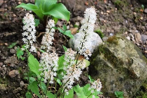 Heartleaf Foamflower Seeds