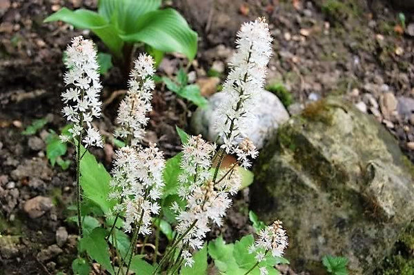 Heartleaf Foamflower Seeds