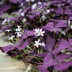 Oxalis Triangularis Purple Shamrock Bulbs – Deep Purple Foliage & Pink Flowers