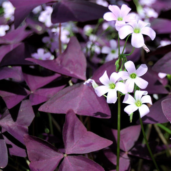 Oxalis Triangularis Purple Shamrock Bulbs – Deep Purple Foliage & Pink Flowers