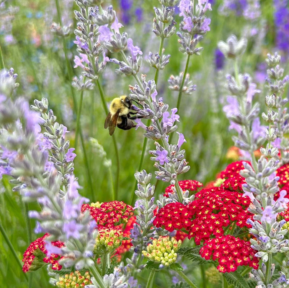 yarrow and lavender with a bumblebee